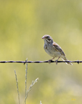Vesper Sparrow